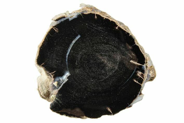 Petrified Wood (Schinoxylon) Round - Blue Forest, Wyoming #252848